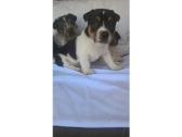 3 jack russell pups in Ebbw Vale, Blaenau Gwent