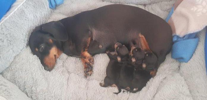 Mini Dachshund, smooth black and tan puppies in Herefordshire, <br />
<b>Notice</b>:  Undefined index: country in <b>/home/dogbreedersgallery/public_html/temp/8a6af99ac9f223d2246a14de2265ada4fad41ac6_0.file.listing_gallery.html.php</b> on line <b>69</b><br />
