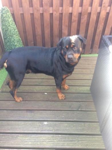 Pedigree Rottweiler Pups in West Yorkshire, <br />
<b>Notice</b>:  Undefined index: country in <b>/home/dogbreedersgallery/public_html/temp/8a6af99ac9f223d2246a14de2265ada4fad41ac6_0.file.listing_gallery.html.php</b> on line <b>69</b><br />
