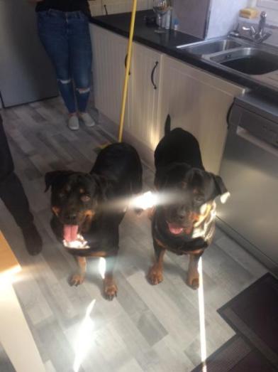 Pedigree Rottweiler Pups in West Yorkshire, <br />
<b>Notice</b>:  Undefined index: country in <b>/home/dogbreedersgallery/public_html/temp/8a6af99ac9f223d2246a14de2265ada4fad41ac6_0.file.listing_gallery.html.php</b> on line <b>69</b><br />
