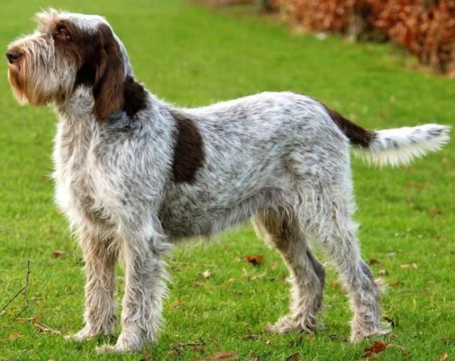 Spinone Italiano in All, 