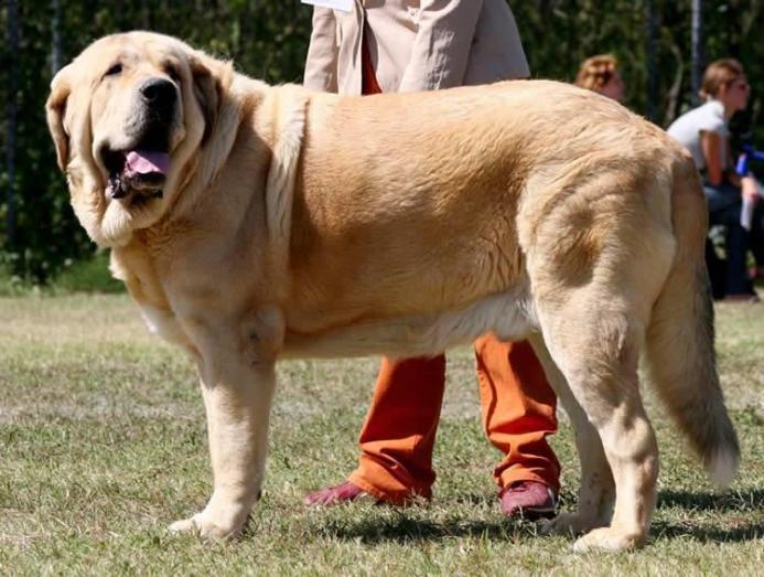 Spanish Mastiff in All, 