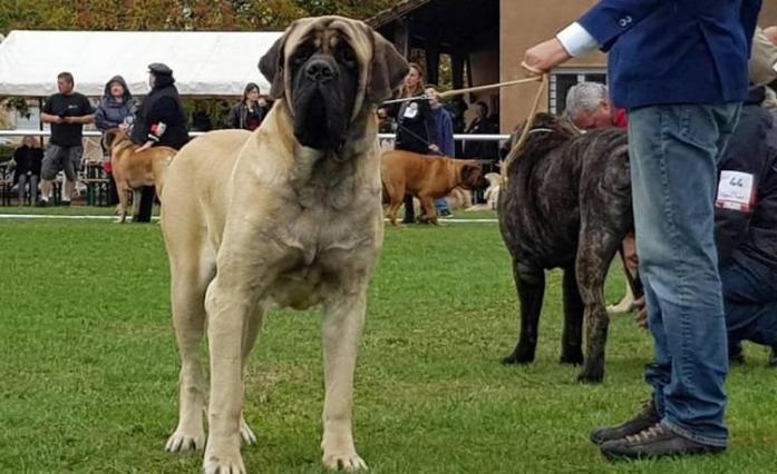 Mastiff in All, 