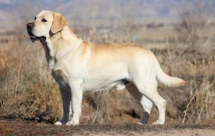 Labrador