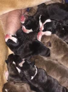 American bulldog cross Bully puppies