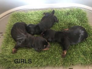 Dapple dachshund puppies