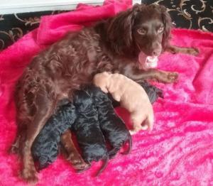 F1 Cockapoo Puppies