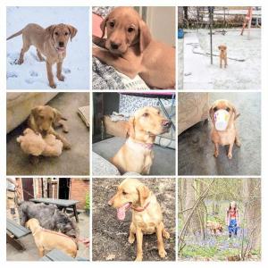 Fox Red Lab Waiting List Closed