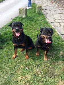 Pedigree Rottweiler Pups