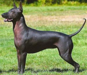 Xoloitzcuintli