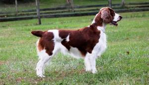 Welsh Springer Spaniel