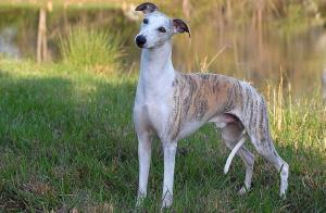 Whippet