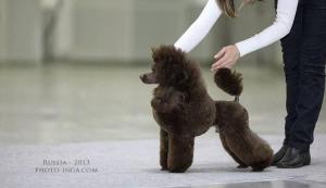 Toy Poodle