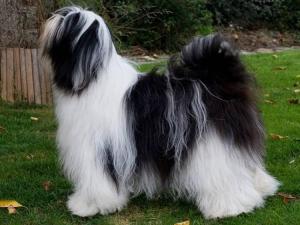 Tibetan Terrier