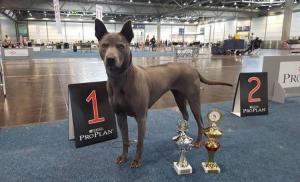 Thai Ridgeback