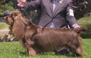 Sussex Spaniel