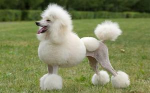 Standard Poodle