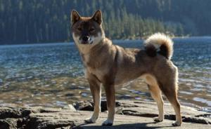 Shikoku Dog