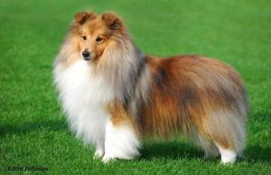 Shetland Sheepdog