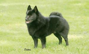 Schipperke