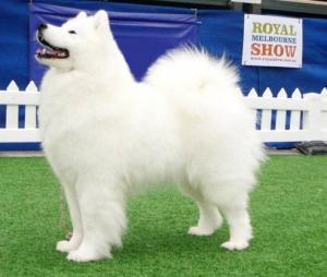 Samoyed