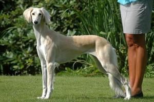 Saluki