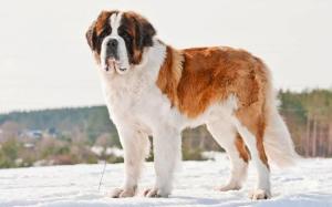 Saint Bernard