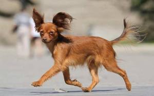 Russian Toy Terrier