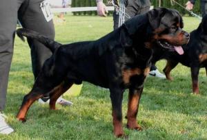 Rottweiler