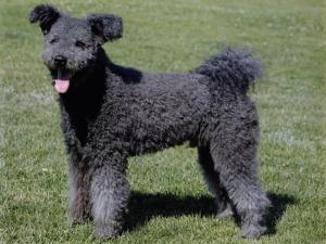 Pumi