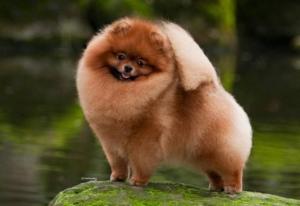 Pomeranian