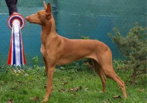 Pharaoh Hound