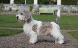 Petit Basset Griffon Vendeen