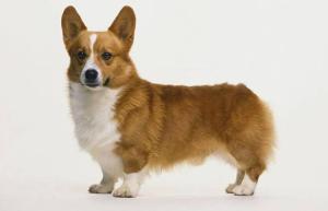 Pembroke Welsh Corgi