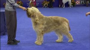 Otterhound