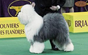 Old English Sheepdog