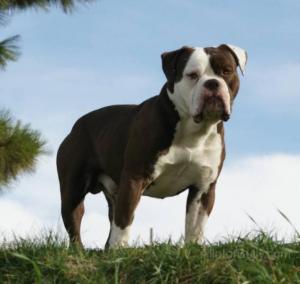 Old English Bulldog