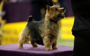 Norwich Terrier