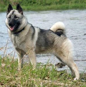 Norwegian Elkhound