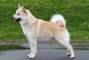 Norwegian Buhund