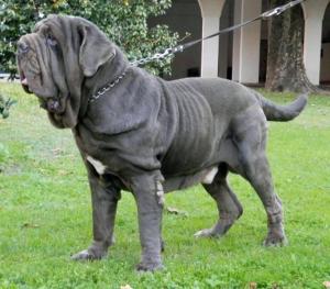 Neapolitan Mastiff