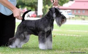 Miniature Schnauzer