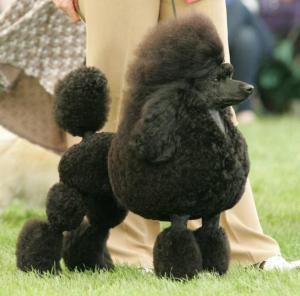 Miniature Poodle