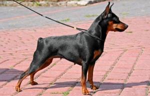 Miniature Pinscher