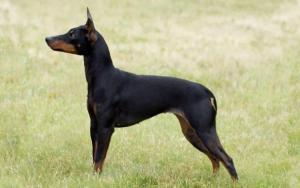 Manchester Terrier