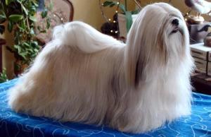 Lhasa Apso