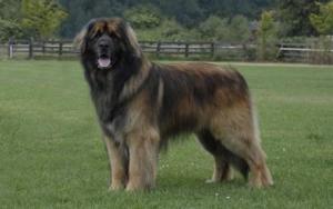 Leonberger