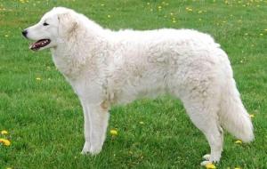 Kuvasz