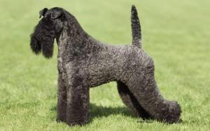 Kerry Blue Terrier