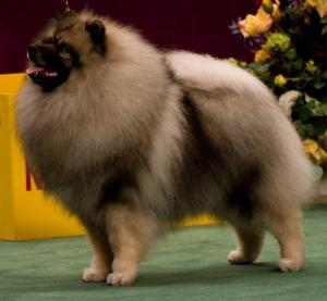 Keeshond